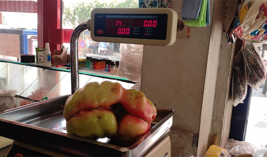 Dev domateslere yoğun ilgi: Soğuk suyla sulanıyorlar, pazarda kilosu 5 lira