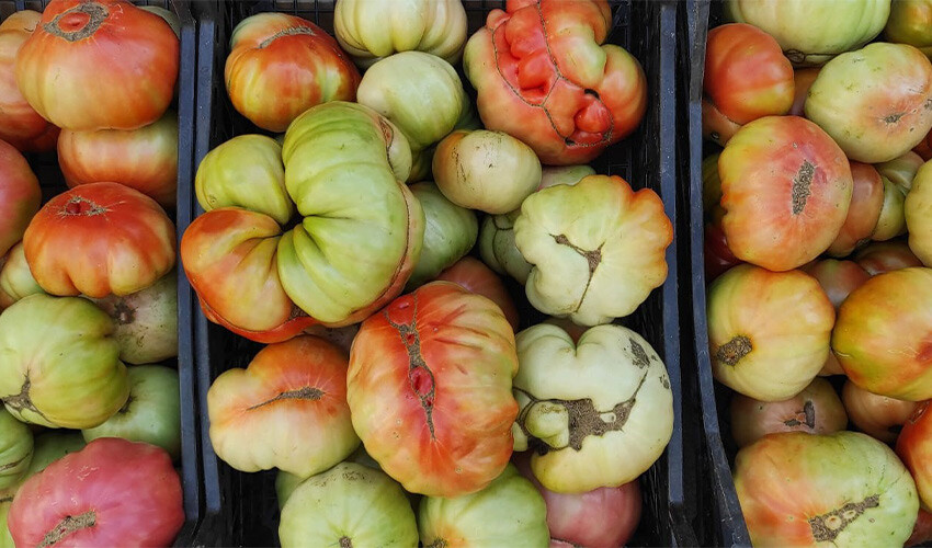 Dev domateslere yoğun ilgi: Soğuk suyla sulanıyorlar, pazarda kilosu 5 lira