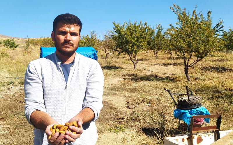 <p>Anadolu topraklarında yaşayan genç üretici azmi ile herkese örnek oldu. 10 yıl önce başlayan üretim yolculuğu bu yıl yüz güldüren hasat ile taçlandı.</p>