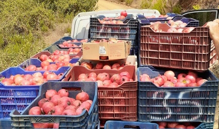 Kanserin korkulu rüyasında hasat 20 gün gecikti: Eczane gibi meyve çiftçiye bayram yaşattı Kanserin korkulu rüyasında hasat 20 gün gecikti: Eczane gibi meyve çiftçiye bayram yaşattı