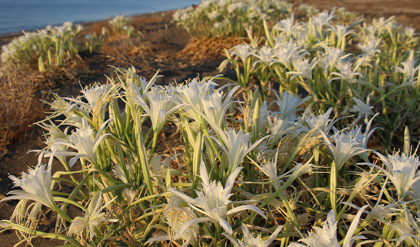 Gördüğünüz yerde bırakın! Koparırsanız 244 bin lira ödersiniz