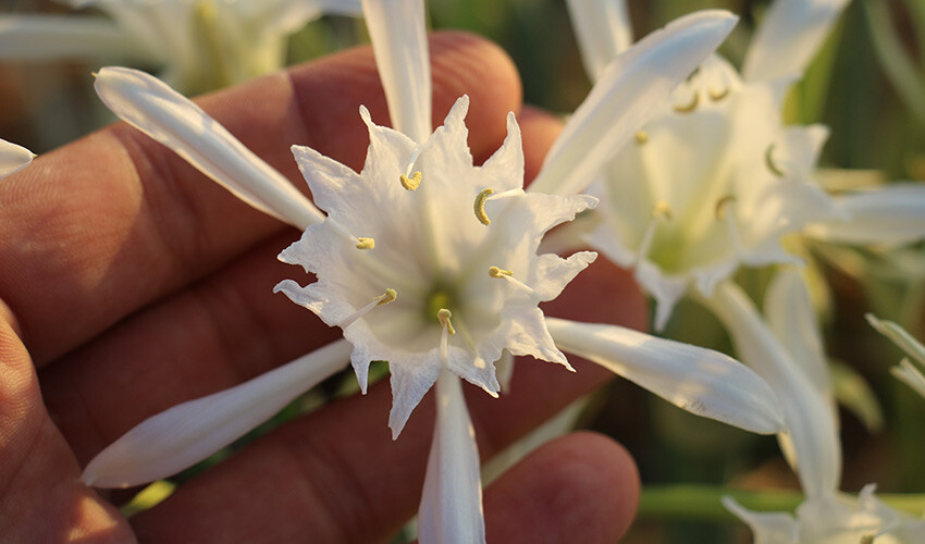 Gördüğünüz yerde bırakın! Koparırsanız 244 bin lira ödersiniz