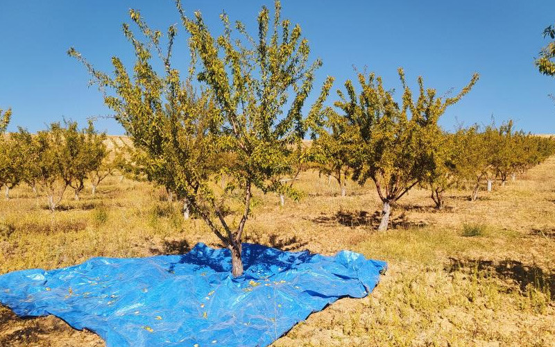 <p> Bozkır topraklarında yaşayan Eren Korkmaz, 2013'te bahçe kurma girişiminde bulundu ancak çevresindeki birçok kişi ona 'burada yetişmez' dedi.  Korkmaz ise inat etti ve bu üretimi başarılı bir şekilde gerçekleştirdi.</p>