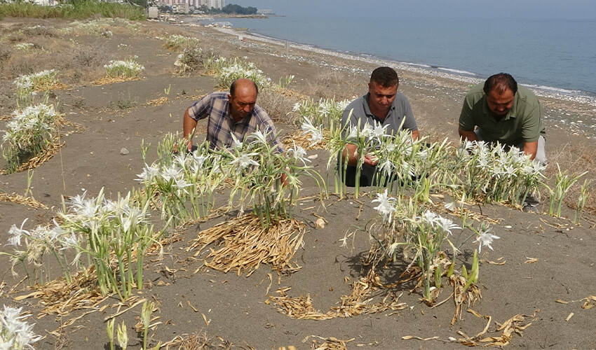 Gördüğünüz yerde bırakın! Koparırsanız 244 bin lira ödersiniz