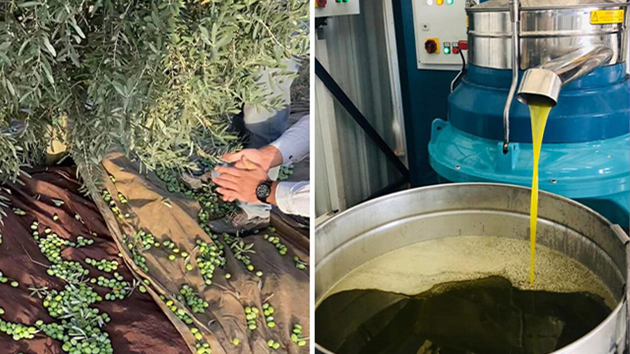 Zeytinde hasat zamanı: 130 bin ton rekolte, kilosu 10 liradan başlıyor Zeytinde hasat zamanı: 130 bin ton rekolte, kilosu 10 liradan başlıyor