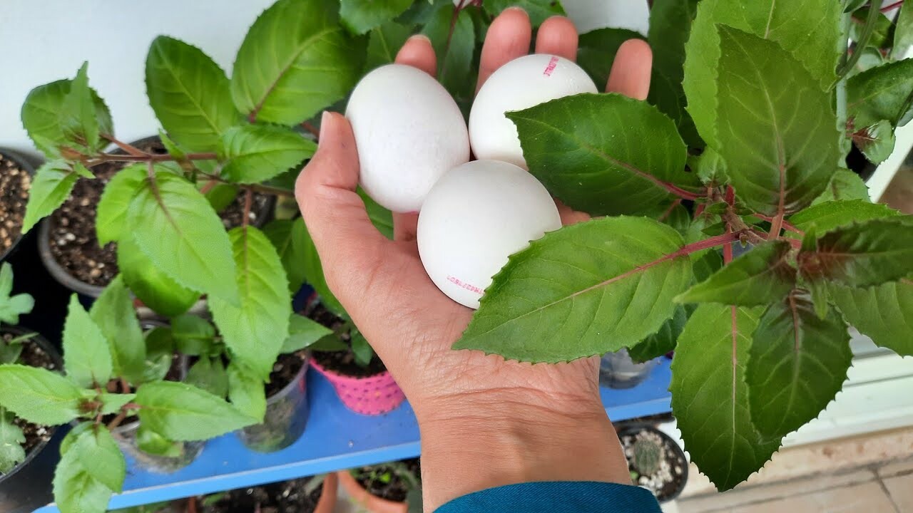 Solan çiçekleri coşturan müthiş formül! Duyanları hayrete düşürüyor ÇİÇEKLER YUMURTA