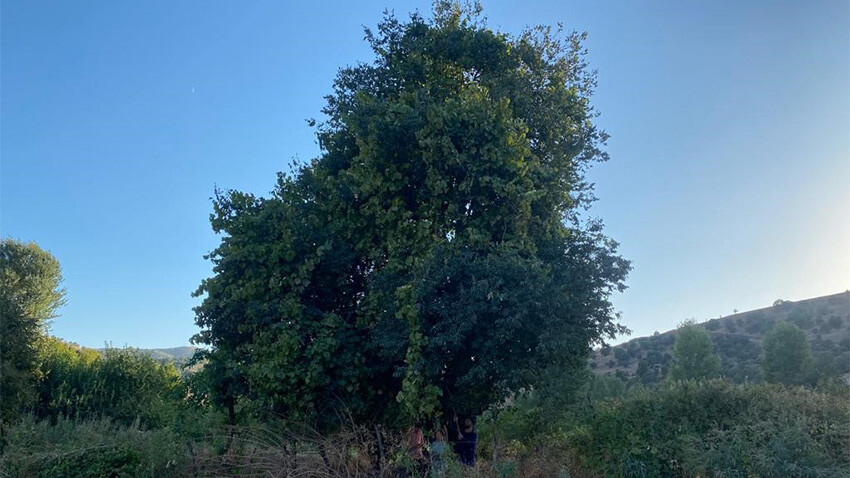 Asırlık üzüm ağacının salkımları şaşırtıyor: Verimi köylünün ilgi odağı oldu