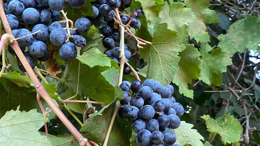 Asırlık üzüm ağacının salkımları şaşırtıyor: Verimi köylünün ilgi odağı oldu