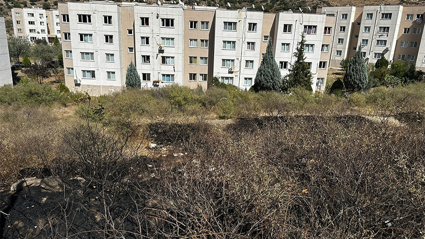 Anne kaplumbağanın mücadelesi yürekleri parçaladı: Alevlerin arasında yavrusunun üstüne kapandı Anne kaplumbağanın mücadelesi yürekleri parçaladı: Alevlerin arasında yavrusunun üstüne kapandı