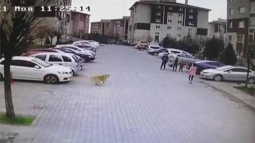 Başkentte mahalle sakinlerinin başıboş köpek isyanı: Çocuğumun psikolojisi bozuldu sokak köpeğinin saldırma anı