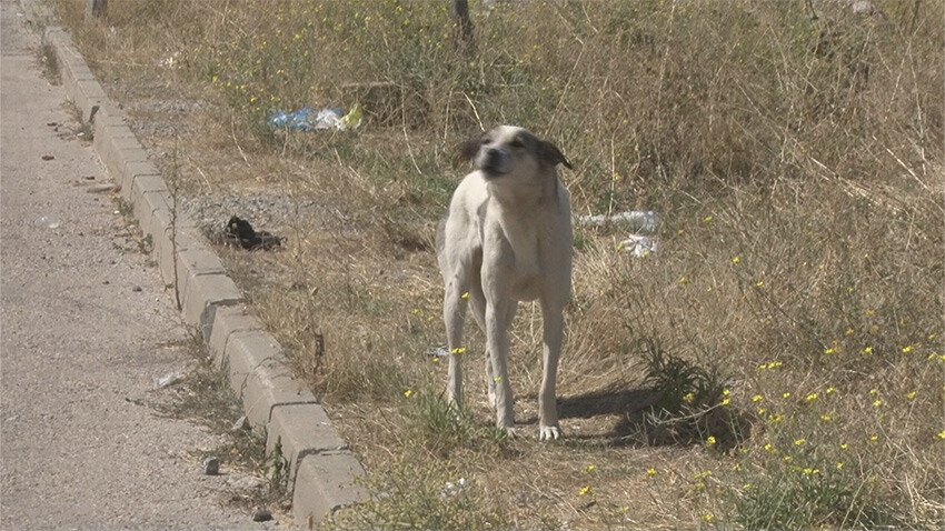 Başkentte mahalle sakinlerinin başıboş köpek isyanı: Çocuğumun psikolojisi bozuldu başıboş köpek sorunu
