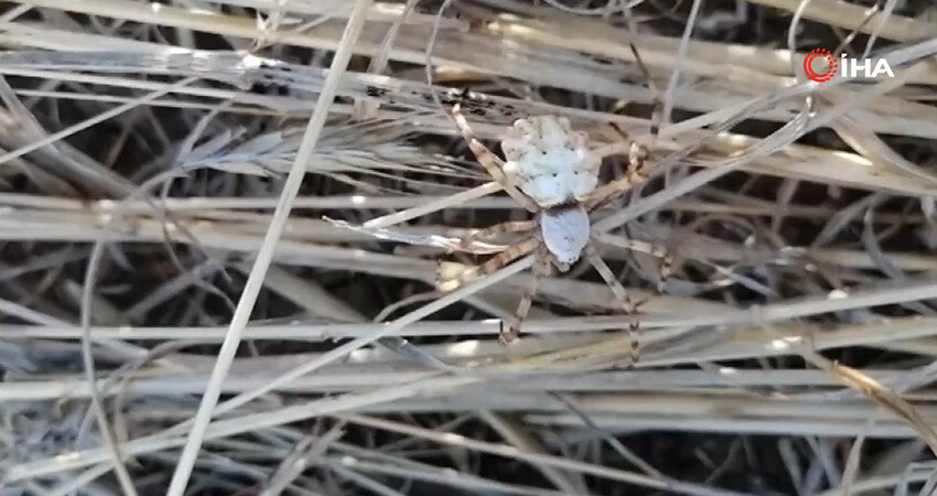 Dünyanın en zehirlisi Türkiye'nin her yerine yayılıyor! Bu kez bozkırda ortaya çıktı: Zehri ölüme kadar götürüyor