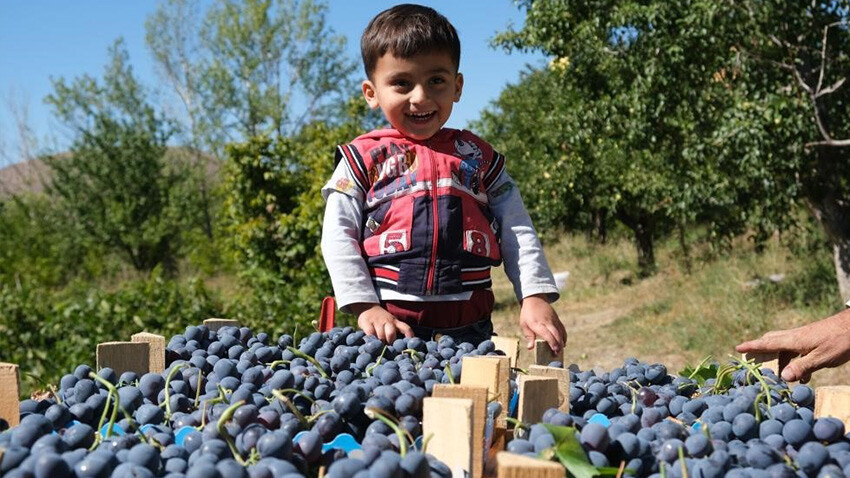 Bin derde deva Cimin üzümünde hasat sürüyor: 6 bin ton üretim, kilosu 50 lira Erzincan'da cimin üzümü hasadı sürüyor