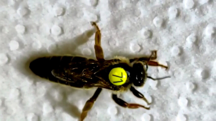 Sokmayan arılarla bal hasadı! Lavanta diyarında tonlarca üretiliyor sokmayan arılarla bal üretimi