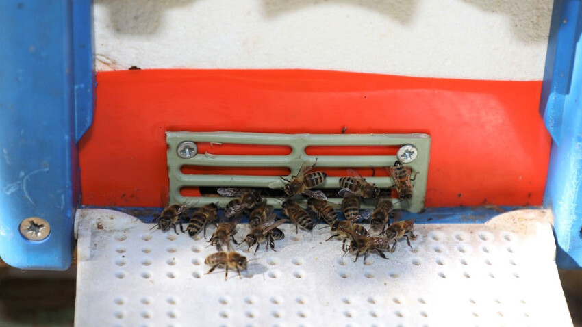 Sokmayan arılarla bal hasadı! Lavanta diyarında tonlarca üretiliyor Sokmayan arılarla bal hasadı! Lavanta diyarında tonlarca üretiliyor - 2. Resim