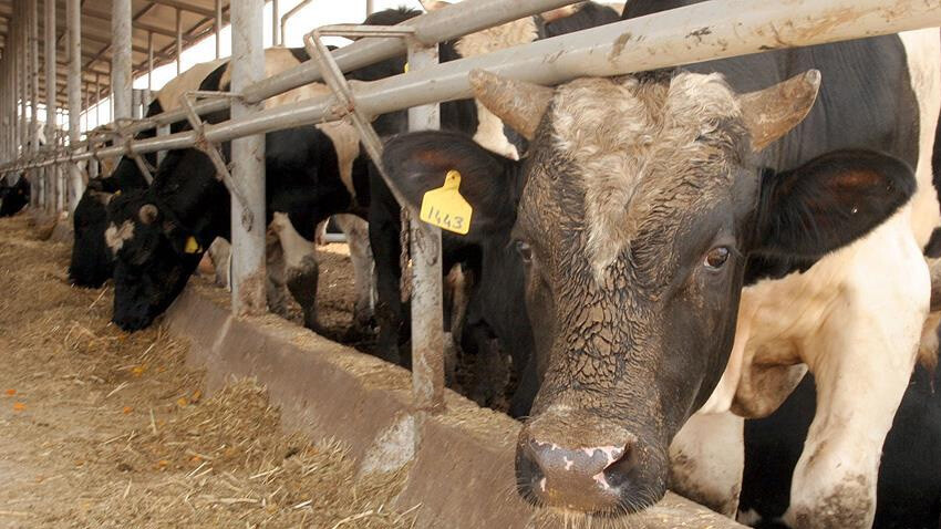 Et fiyatına zam üstüne zam, kıyma 500 TL'yi buldu!