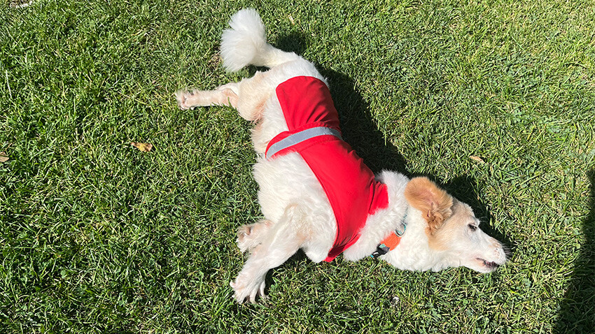 Köpeğinin felç kalması gönül gözünü açtı, genç adam hidayete erdi