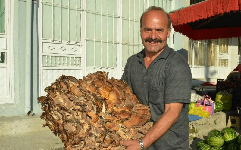 Gören dönüp bir kez daha bakıyor… Ormanda buldu, 1480 liradan satışa çıkardı!