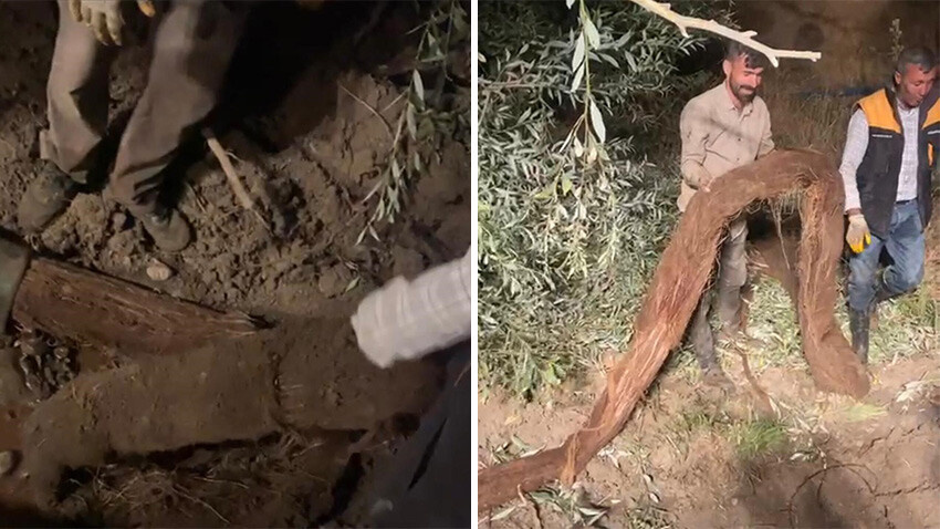 borudan çıkan ağaç kökü