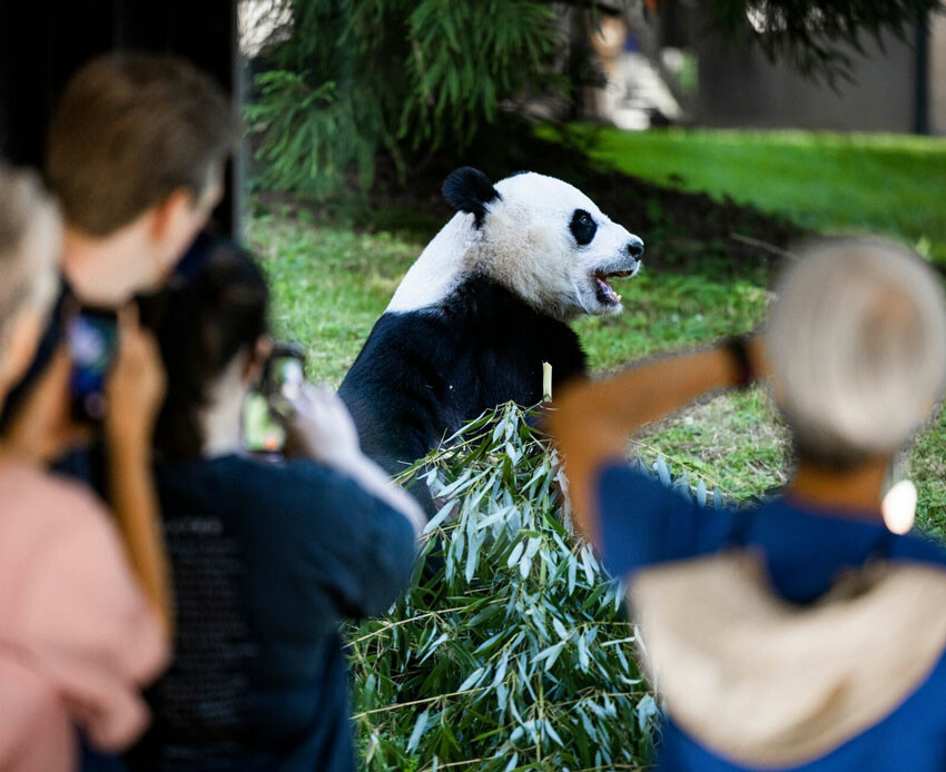 ABD ile Çin arasındaki 51 yıllık diplomasi girişimi sona eriyor! Pekin, hediye pandaları geri alıyor…
