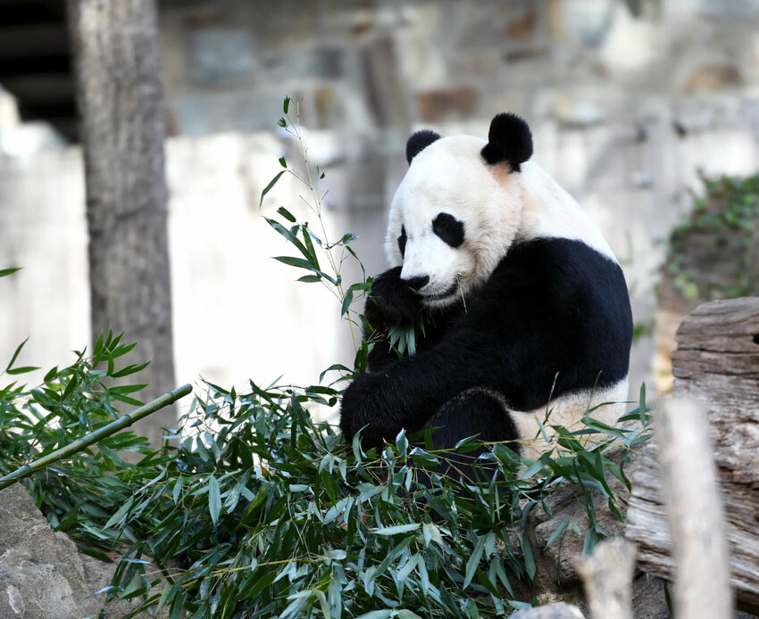ABD ile Çin arasındaki 51 yıllık diplomasi girişimi sona eriyor! Pekin, hediye pandaları geri alıyor…
