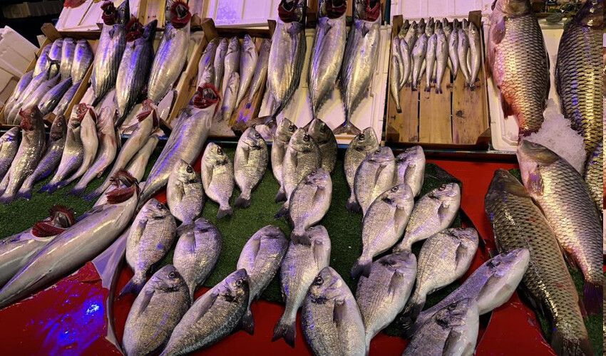 Maliyeti kurtarmıyor dediler ava çıkmadılar! Çeşit az fiyatlar yüksek.. En ucuzu 100 TL Maliyeti kurtarmıyor dediler ava çıkmadılar! Çeşit az fiyatlar yüksek.. En ucuzu 100 TL