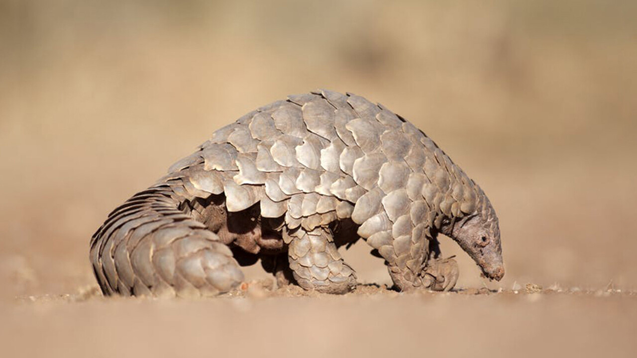 Bilim insanları nesli tükenmekte olan pangolinlerin yeni bir türünü keşfetti