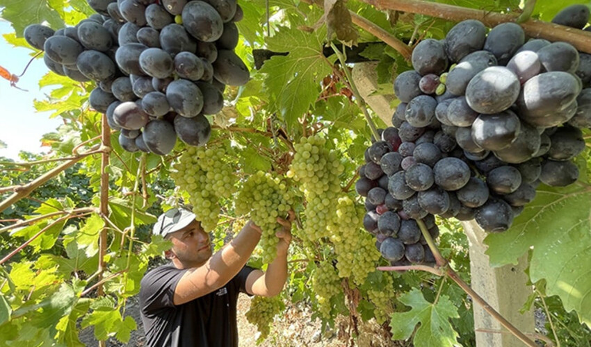 Her çeşidi üretiliyor: 80 bin ton rekolte beklentisi.. 833 milyon liralık kazanç Her çeşidi üretiliyor: 80 bin ton rekolte beklentisi.. 833 milyon liralık kazanç