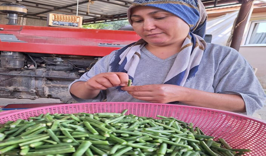 Pazarın yeni gözdesi.. Hem sağlıklı hem lezzetli:100 TL'ye satılıyor Pazarın yeni gözdesi.. Hem sağlıklı hem lezzetli:100 TL'ye satılıyor