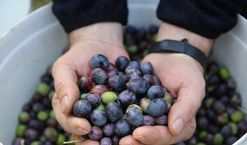 Zeytin üreticilerinin yüzünü güldürecek hamle: Yüzde 100 hibe desteği verilecek Zeytin üreticilerinin yüzünü güldürecek hamle: Yüzde 100 hibe desteği verilecek