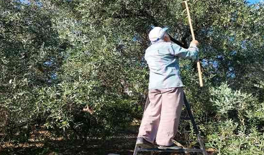 Zeytin üreticilerinin yüzünü güldürecek hamle: Yüzde 100 hibe desteği verilecek Zeytin üreticilerinin yüzünü güldürecek hamle: Yüzde 100 hibe desteği verilecek