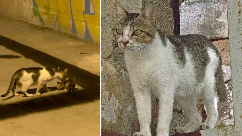 Yavrularını kaybeden anne kedi, başka bir yavruyu sahiplenerek herkesi duygulandırdı