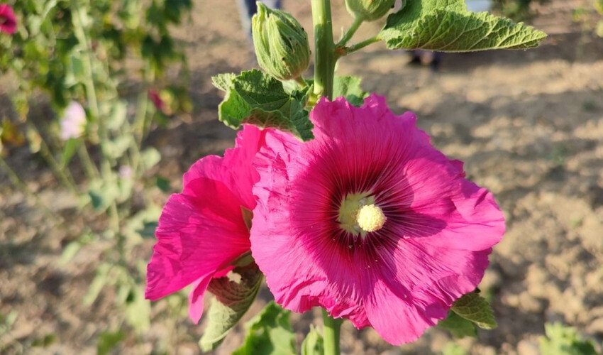 Yol kenarlarında servet yatıyor: Kapış kapış gidiyor.. Kış ayları gelirken bu bitkiyi toplayan paraya para demiyor - 5. Resim