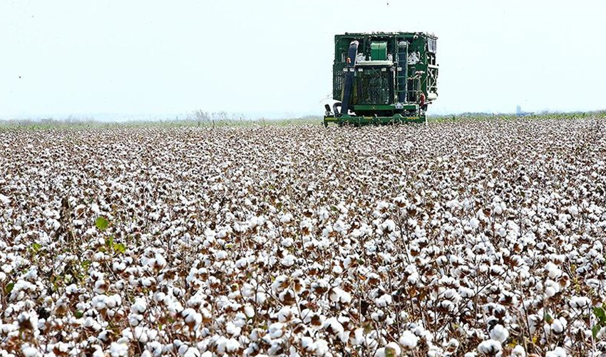 Aydın Söke Pamuğu'na AB tescili: Bakan Yumaklı duyurdu Aydın Söke Pamuğu'na AB tescili: Bakan Yumaklı duyurdu - 1. Resim