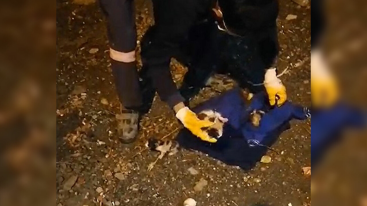 Böyle vicdansızlık görülmedi! Çöpe atılan yavru kedileri belediye ekipleri kurtardı Böyle vicdansızlık görülmedi! Çöpe atılan yavru kedileri belediye ekipleri kurtardı