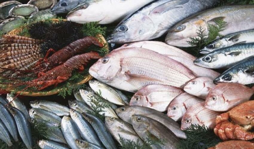 <p>Berrak Gözler: Balığın gözleri berrak olmalıdır. Bulanık, mat veya çökmüş gözler taze olmadığını gösterebilir.</p><p>Yumuşaklık: Parmakla hafifçe bastırıldığında balığın eti hafifçe çöküyorsa, taze bir balıktır. Ancak, çok fazla çökme veya sertlik balığın tazeliğini yitirdiğini gösterebilir.</p><p>Pembe veya Kırmızı Solungaçlar: Balığın solungaçları pembe veya kırmızı renkte olmalıdır. Solungaçlar açık renkte veya kahverengiye dönükse, balık eski olabilir.</p><p>Kırılmış ve Hasarsız: Balık bütün olmalıdır. Kırılmış, yırtılmış veya ezilmiş kısımlar balığın uzun süre saklanmadığını gösterebilir.</p>