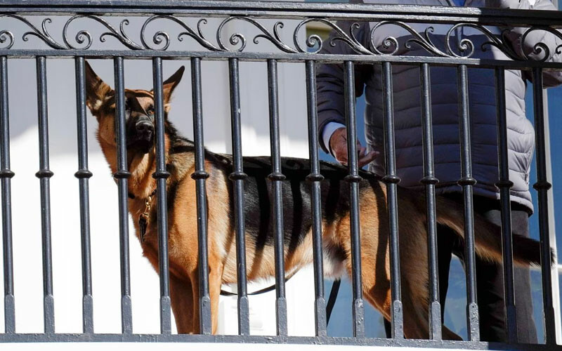 ABD Başkanı Biden'in 11 ajanı ısıran köpeği Beyaz Saray'dan kovuldu ABD Başkanı Biden'in 11 ajanı ısıran köpeği Beyaz Saray'dan kovuldu