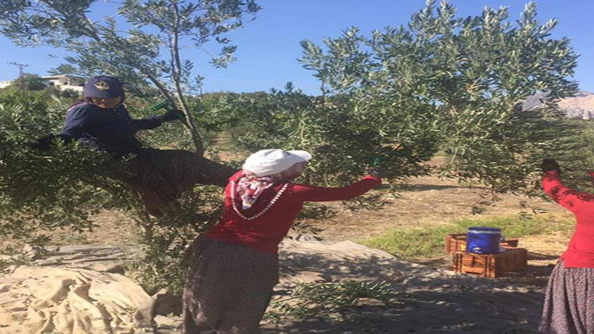 'Ölümsüz ağacın' başkentinde hasat başladı: Altından daha değerli... Üreticinin yüzü gülecek 'Ölümsüz ağacın' başkentinde hasat başladı: Altından daha değerli... Üreticinin yüzü gülecek - 4. Resim