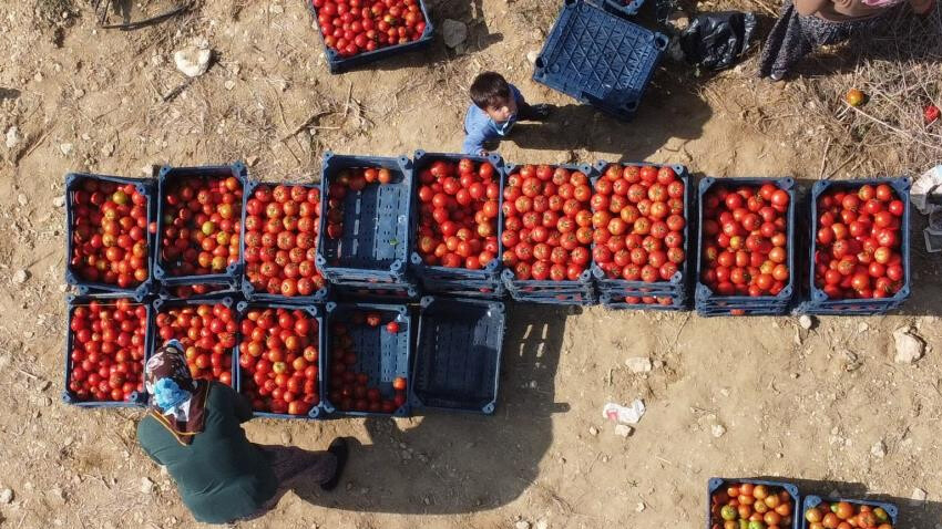 'Meyve mi sebze mi?' tartışmaları sürüyor.. Güz hasadı başladı, çiftçi fiyatlardan memnun 'Meyve mi sebze mi?' tartışmaları sürüyor.. Güz hasadı başladı, çiftçi fiyatlardan memnun - 1. Resim
