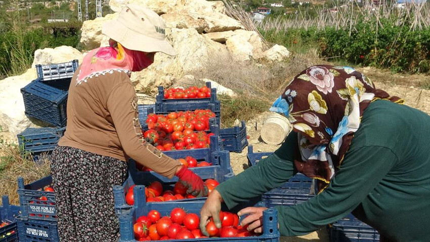 'Meyve mi sebze mi?' tartışmaları sürüyor.. Güz hasadı başladı, çiftçi fiyatlardan memnun 'Meyve mi sebze mi?' tartışmaları sürüyor.. Güz hasadı başladı, çiftçi fiyatlardan memnun - 3. Resim