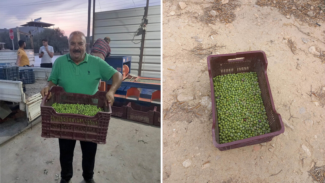 Bahçelerde hırsızlık nöbeti: Hasat erken başladı, üreticiler toplama telaşına girdi