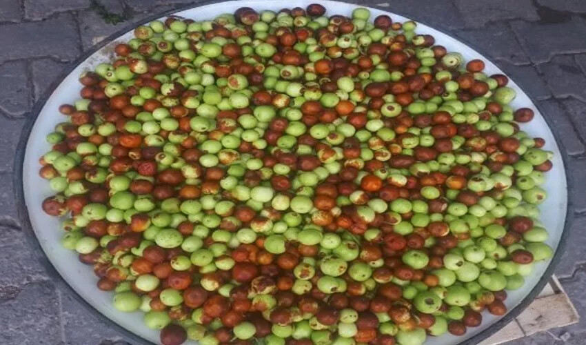 Limondan 20 kat fazla C vitamini içeriyor! Tam bir şifa deposu: Fiyatı düştü vatandaş pazara akın etti