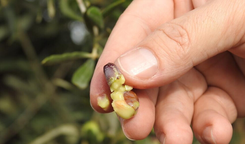 6 ay sonra yağmur yağdı, çiftçi sevince boğuldu! Hasat başladı.. Fiyatı zirveyi görecek