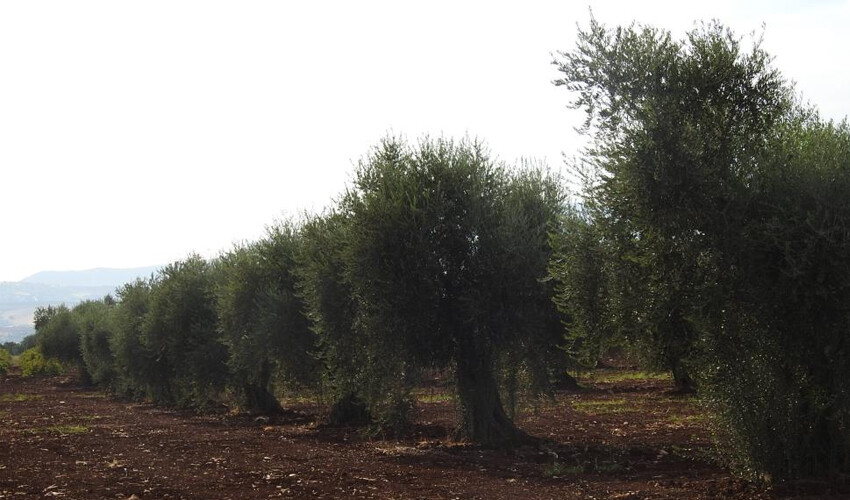 6 ay sonra yağmur yağdı, çiftçi sevince boğuldu! Hasat başladı.. Fiyatı zirveyi görecek
