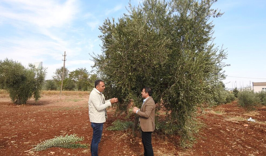 6 ay sonra yağmur yağdı, çiftçi sevince boğuldu! Hasat başladı.. Fiyatı zirveyi görecek