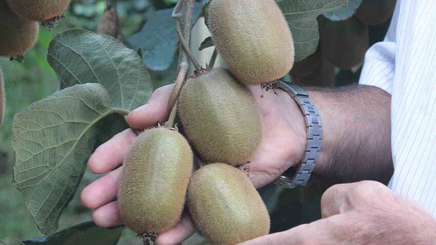 ordu kivisinde rekolte düştü