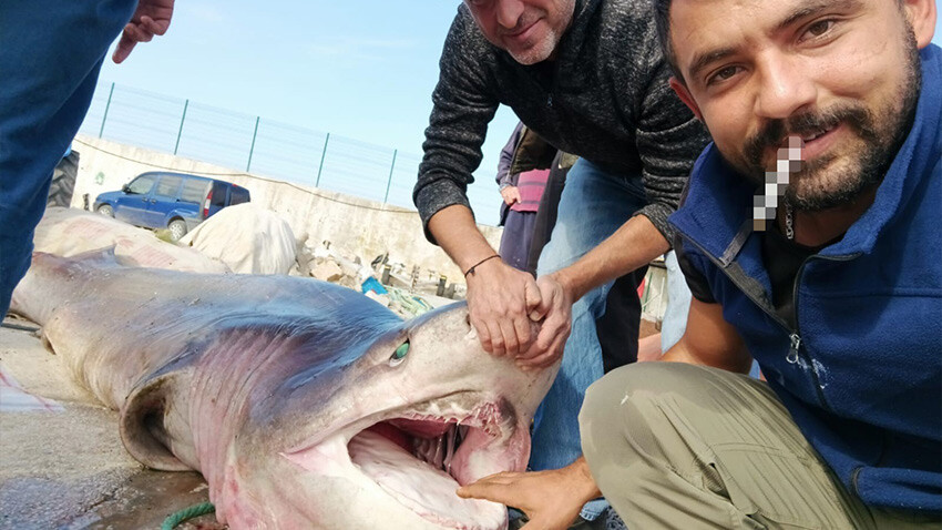 Ağlarına takılınca şok oldular! 1 tonluk köpek balığı ile hatıra fotoğrafı çektiler
