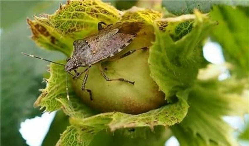 Kahverengi kokarcaya sülün çözümü! Fındıklar için saldılar - 1. Resim