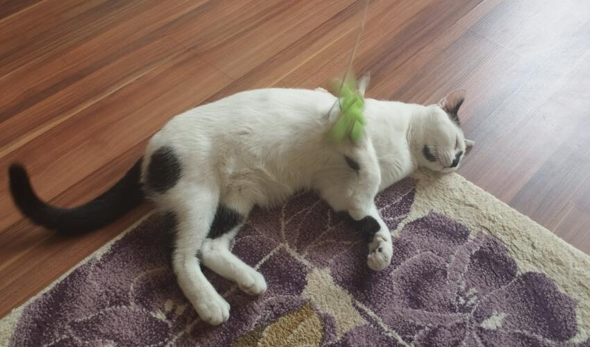 Enkazdan kurtardığı kedi, 9 aydır kendisine yoldaşlık yapıyor