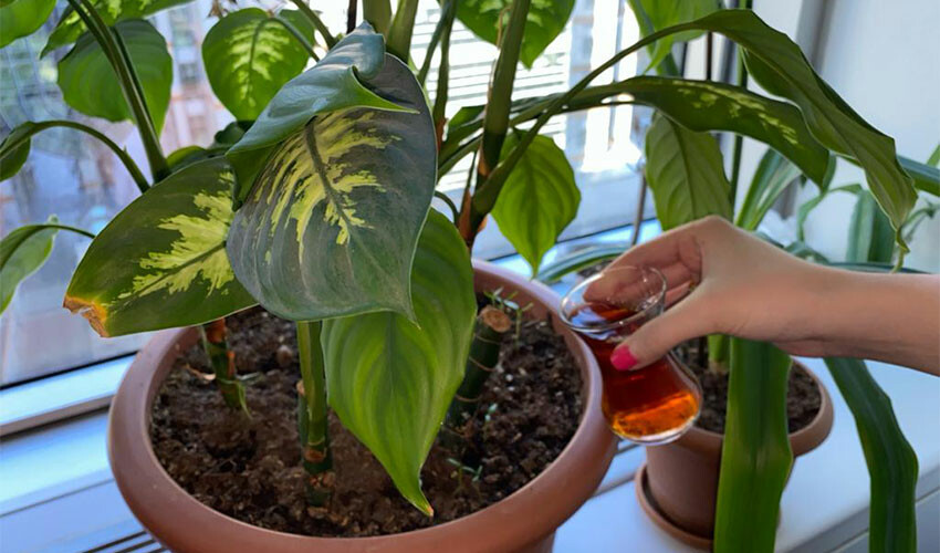 Namı çiçek coşturan! Bir bardak dökmek yetiyor, odayı adeta Amazon ormanlarına çeviriyor